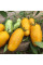 Tomato seeds «Banana Legs»