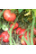 Tomato seeds «Brandywine from Croatia»