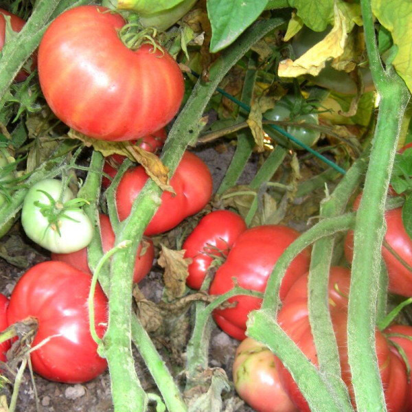 Tomato seeds «Brandywine from Croatia»