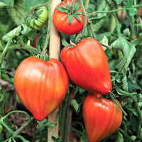 Tomato seeds «Giant Heart Climber»