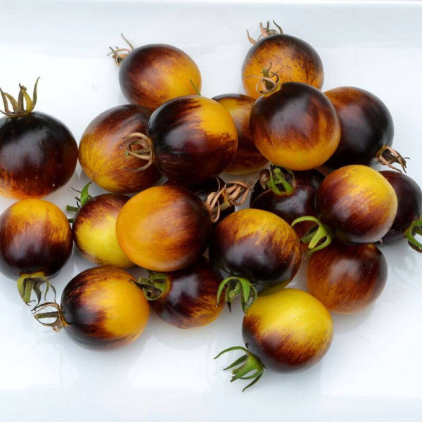 Tomato seeds «Primary Colors»