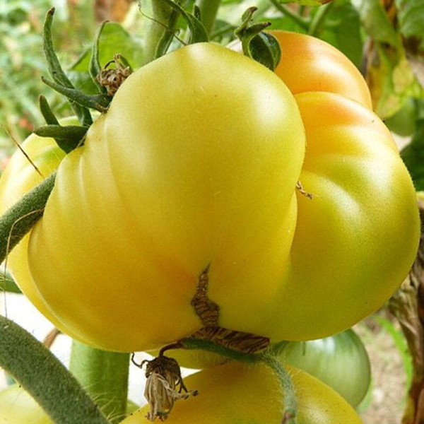 Tomato seeds «Lillian's Yellow»