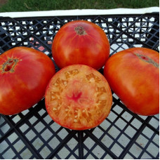 Tomato seeds «Marizol Gold»