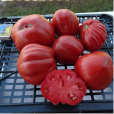Tomato seeds «Best Bestos»