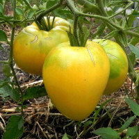 Tomato seeds «Golden Heart of America»