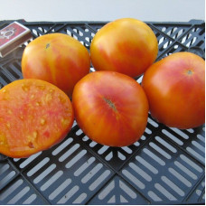 Tomato seeds «Hillbilly»