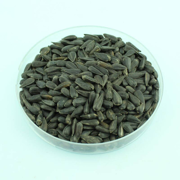 Sunflower dwarf seeds «Baby»