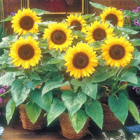 Sunflower dwarf seeds «Baby»
