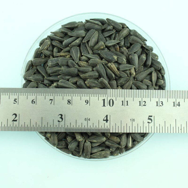 Sunflower dwarf seeds «Baby»