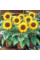 Sunflower dwarf seeds «Baby»