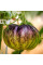 Tomato seeds «Lovely Lush»