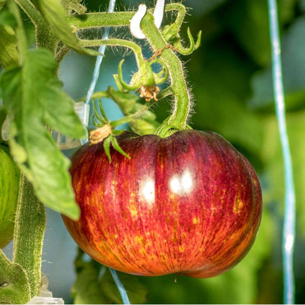 Tomato seeds «Lovely Lush»