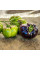 Tomato seeds «Lovely Lush»