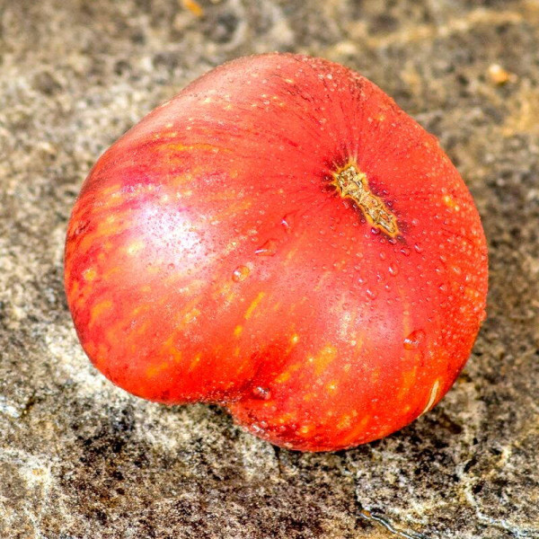 Tomato seeds «Lovely Lush»