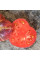 Tomato seeds «Lovely Lush»
