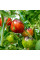 Tomato seeds «Lovely Lush»