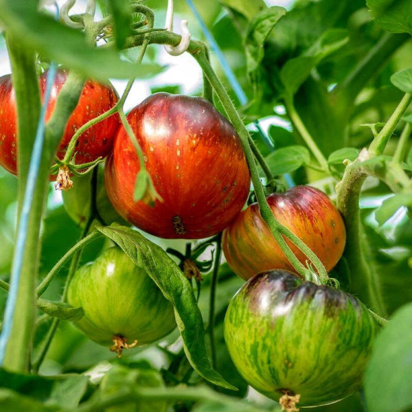 Tomato seeds «Lovely Lush»