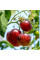 Tomato seeds «Lovely Lush»
