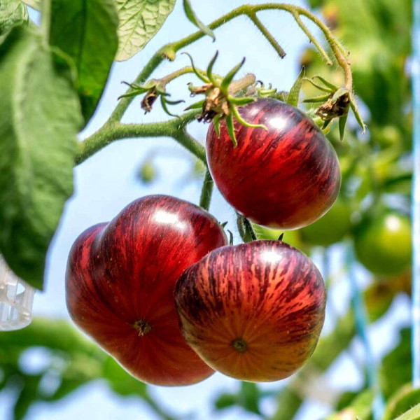 Tomato seeds «Lovely Lush»