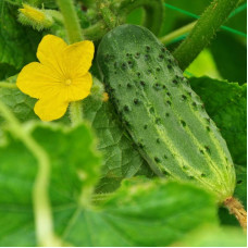 Cucumber seeds «Phoenix Plus»