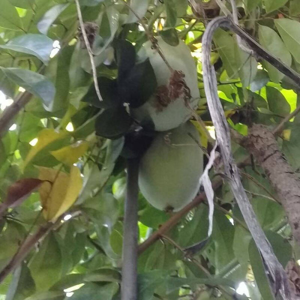 Wax gourd seeds «Thai mini»