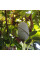 Wax gourd seeds «Thai mini»
