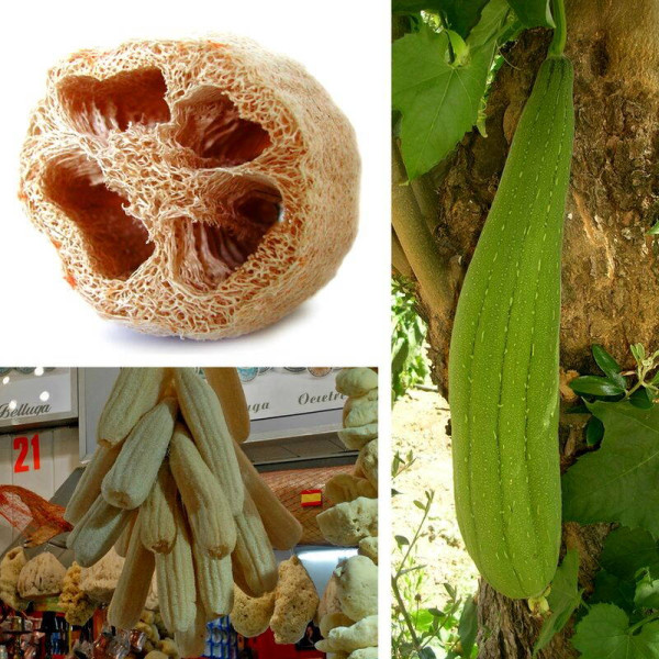 Luffa Seeds «Zucchini-Washcloth»