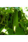 Luffa Seeds «Zucchini-Washcloth»