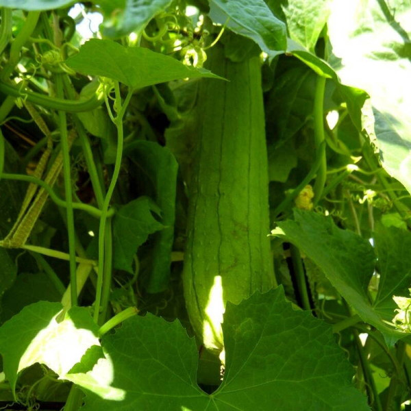Luffa Seeds «Zucchini-Washcloth»