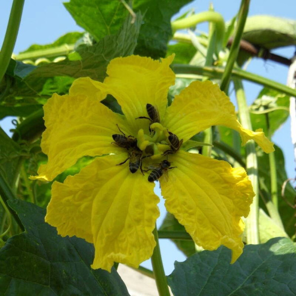 Luffa Seeds «Zucchini-Washcloth»