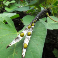 Beans mung seeds (Mash) / Vigna radiata