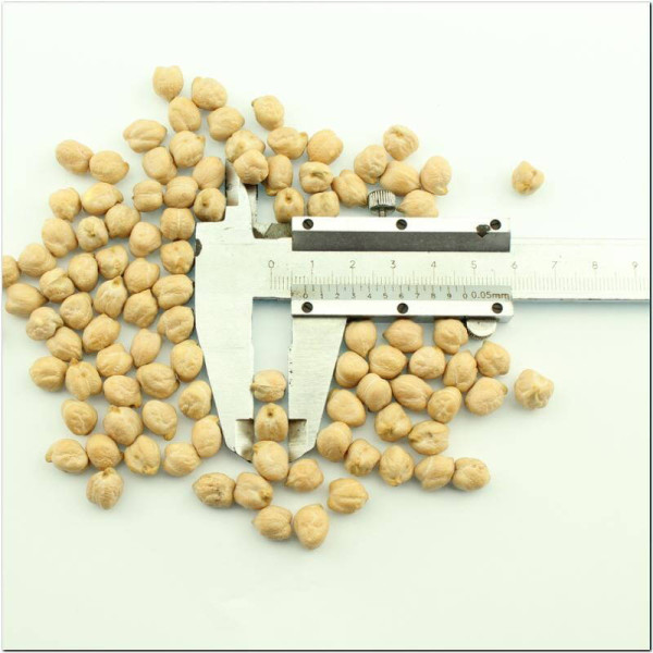 Chickpeas seeds «Krasen»