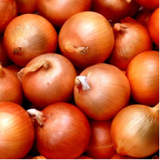 Onion seeds «Halcedon»