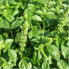 Basil seeds «Rutan»