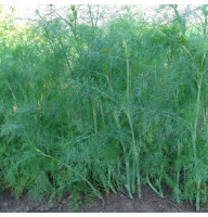 Dill seeds «Hercules»