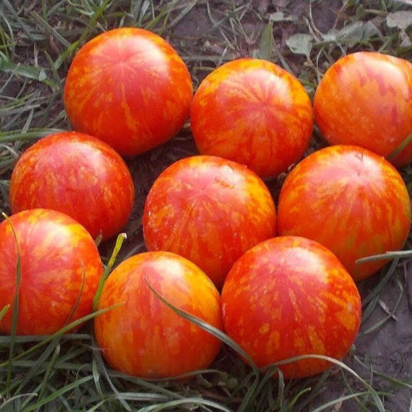 Tomato seeds «De-barao tiger»