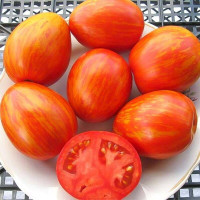 Tomato seeds «De-barao tiger»