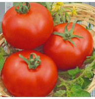 Tomato seeds «Flora»