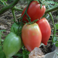 Tomato seeds «Red Koenigsberg»
