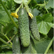 Cucumber seeds «Anubis»
