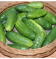 Cucumber seeds «Swallow» F1