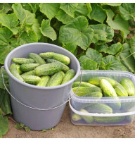 Cucumber seeds «Fair» F1