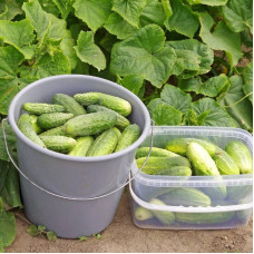 Cucumber seeds «Fair» F1