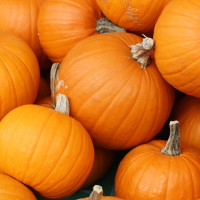 Pumpkin seeds «Hundred pounds»