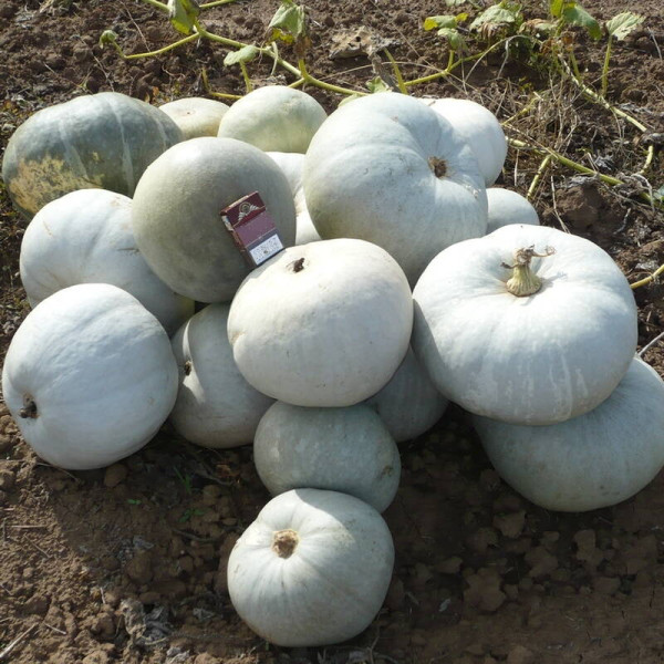 Насіння гарбуза «Сірий Волзький»