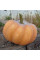 Pumpkin seeds «Muscat de Provence»