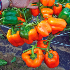 Sweet pepper seeds «Lada»