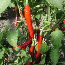 Hot pepper seeds «Westland»