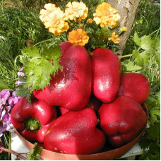 Sweet pepper seeds «Veronica»