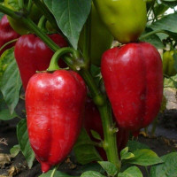 Sweet pepper seeds «Mercedes»